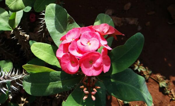 Cómo sembrar euphorbia lathyris