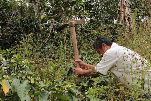 Cómo sembrar café paso a paso