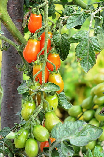 Cómo sembrar chile habanero explicado paso a paso