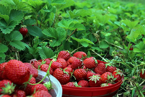 Cómo sembrar fresas en casa
