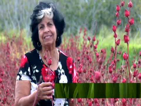 Cómo sembrar hibiscus sabdariffa