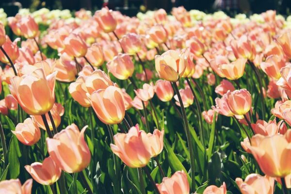 Cómo sembrar tulipanes en perú