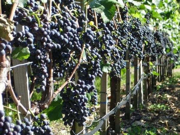 Cómo sembrar uvas en perú