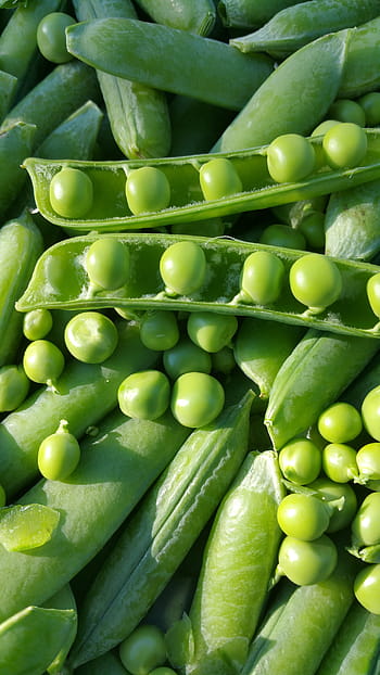 Cómo sembrar guisantes forrajeros