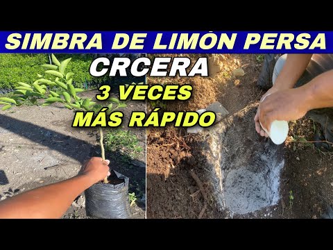 Cómo sembrar limones persas