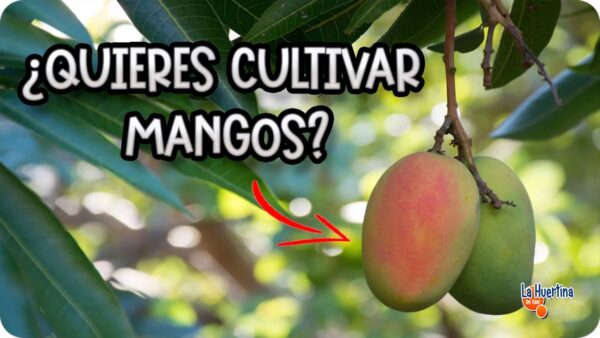 Cómo sembrar mango ataulfo